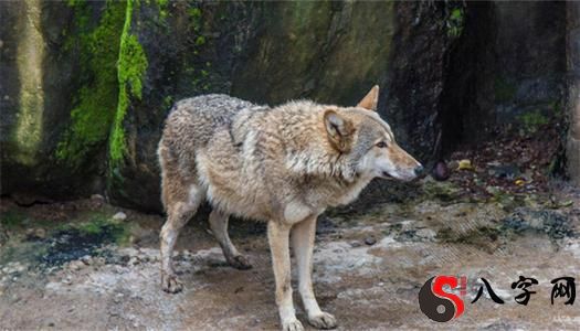 Dreaming of a wolf running after you