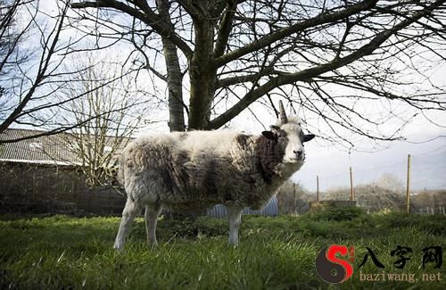 Dreaming of a one-horned sheep