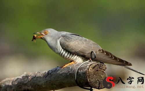 Dreaming of a Cuckoo