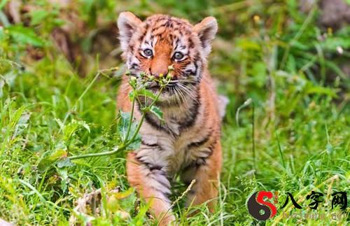 dream that a tiger eats a child