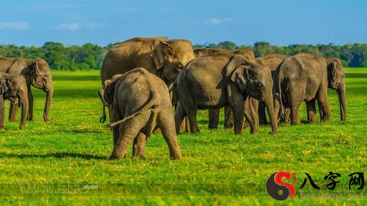 Dreaming of a herd of elephants