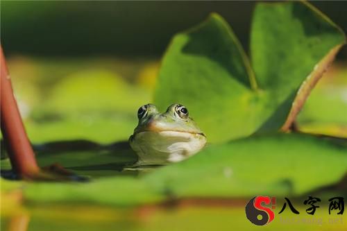 Dreaming of frogs.