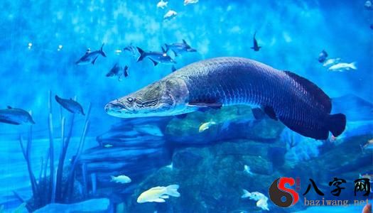 Dreaming of a big fish swimming in the water
