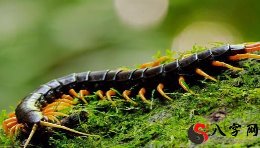 Dreaming of a big centipede