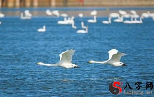 Dreaming of swans flying in the sky