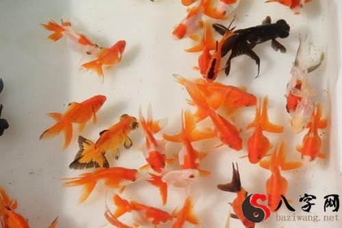 Dreaming of picking up goldfish