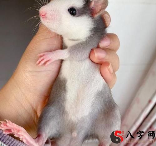 Dreaming of senior service rats as pets