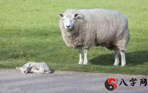 Dreaming of goats and lambs