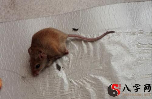 Dreaming of rats scurrying towards your body
