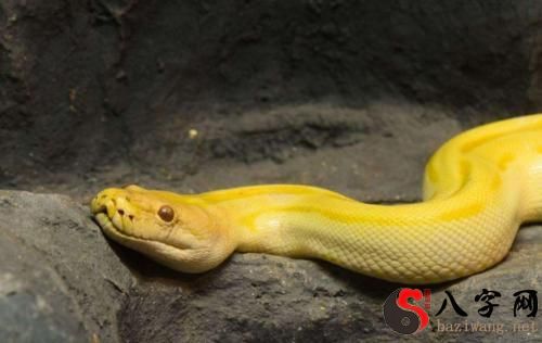 Dreaming of a golden python