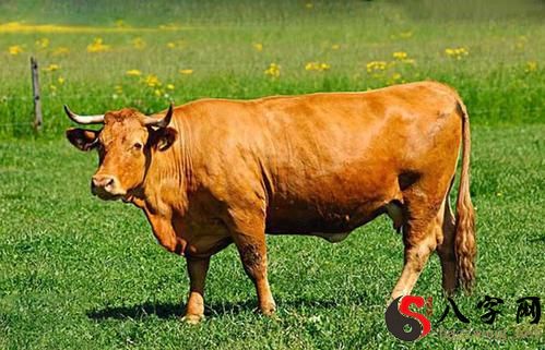Dreaming of a talking cow