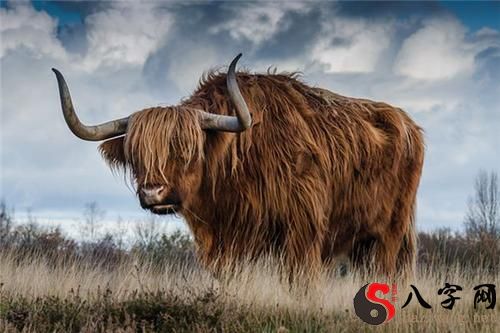 Dreaming of being chased and attacked by a buffalo