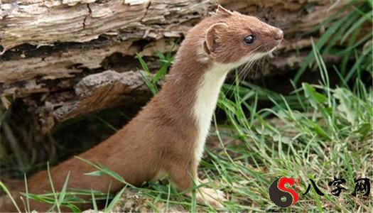 Dreaming of a weasel biting you