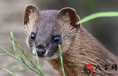 Dreaming of a weasel entering your home