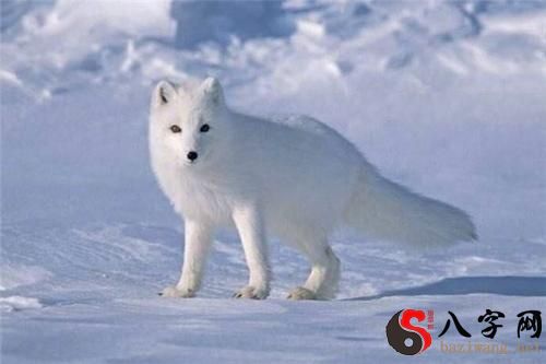 Dreaming of white foxes
