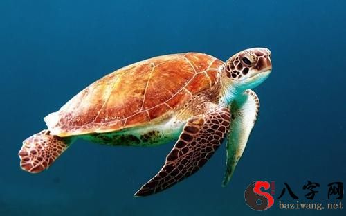 Dreaming of turtles swimming in the sea