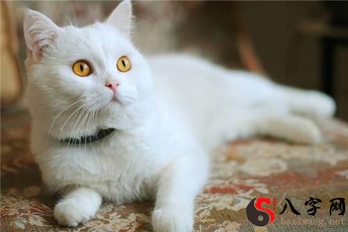 Dreaming of a white cat talking