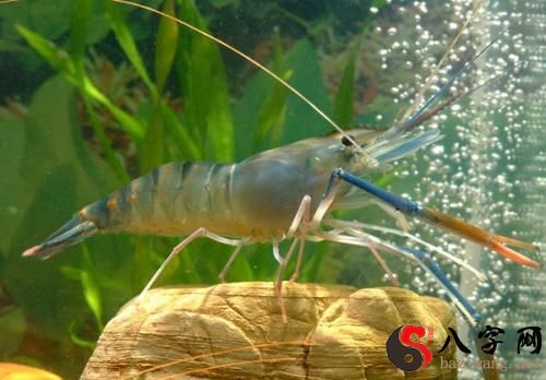 Dreaming of live shrimp