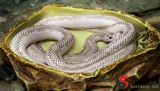 Dreaming of a golden python