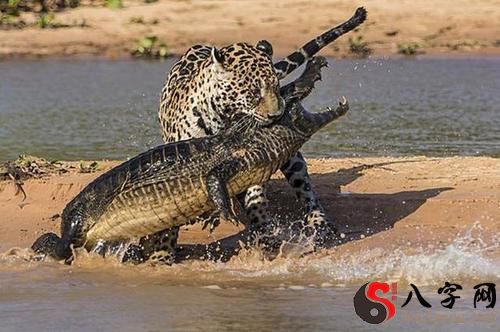 Dreaming of a dead leopard