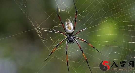 Dreaming of spiders crawling on your body