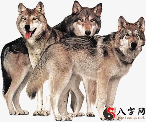 Dreaming of wolves