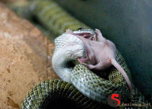 Dreaming of a snake eating a mouse