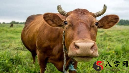 Dreaming of killing a yellow cow
