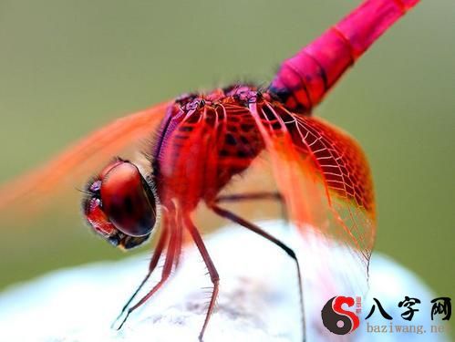 Dreaming of red dragonflies
