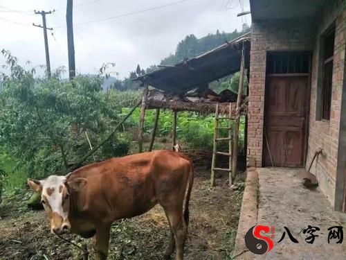 Dreaming of sleeping in a cowshed
