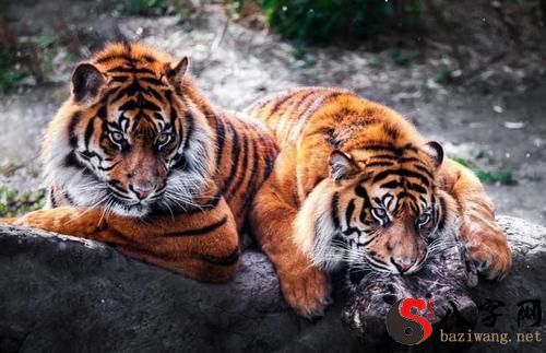 Dreaming of a tiger trying to eat someone