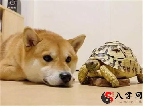 Dreaming of a dog turning into a turtle