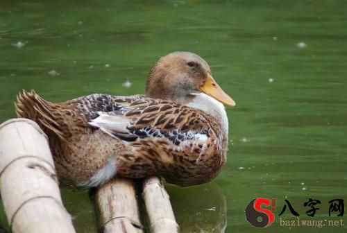 Dreaming of ducks swimming