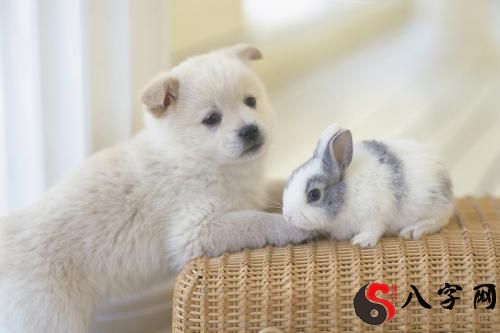 Dreaming of dogs and rabbits fighting and brawling