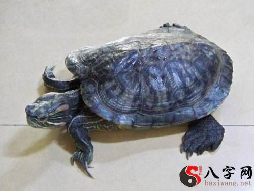 Dreaming of a small turtle