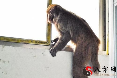 Dreaming of monkeys climbing through windows