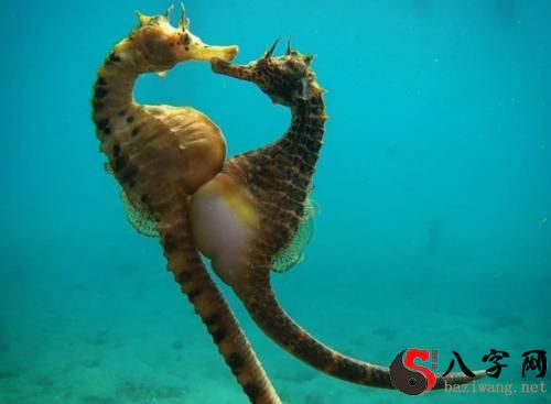 Dreaming of a seahorse giving birth