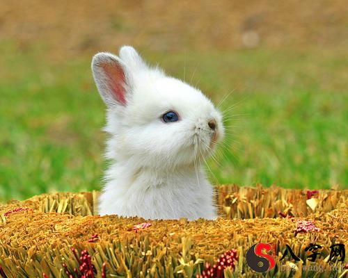 Dreaming of a rabbit giving birth to a litter of baby rabbits