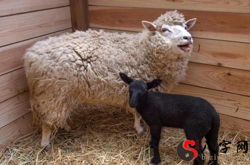 Dreaming of a black sheep biting you