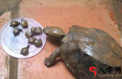 Dreaming of a turtle eating a snail