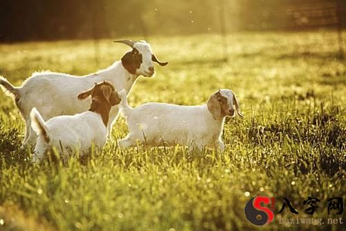 Dreaming of two sheep