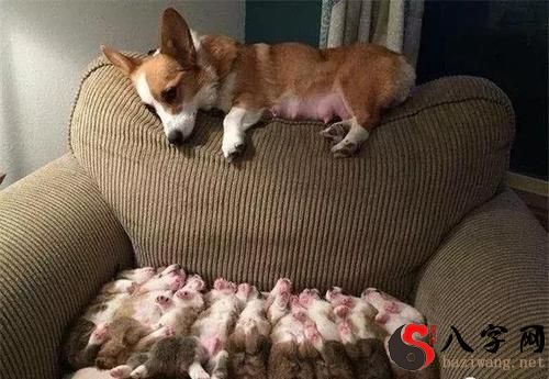 Dreaming of a big dog giving birth to a litter of puppies