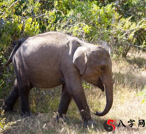 Dreaming of raising elephants