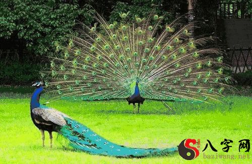 Dreaming of a peacock opening its screen