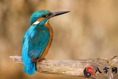 Dreaming of a kingfisher