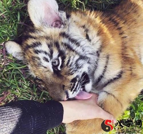 Dreaming of a baby tiger