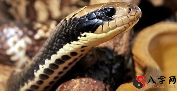 Dreaming of being bitten by a boa constrictor