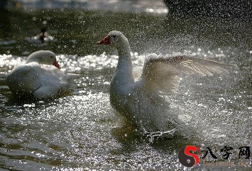 Dreaming of a big white goose