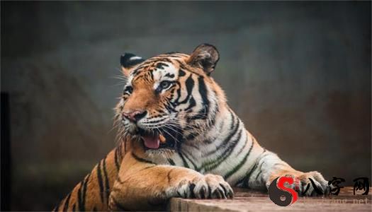 dream that a tiger hurts someone