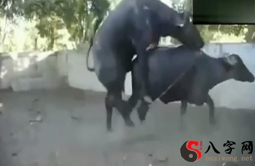Dreaming of a cow mating